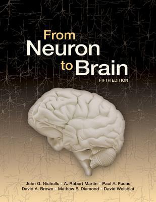 From Neuron To Brain 5th Edition