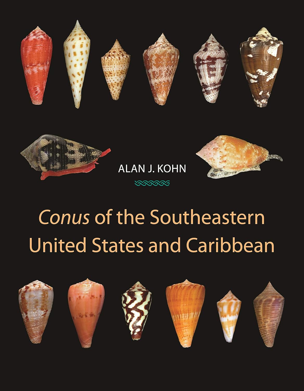 Conus of the Southeastern United States and Caribbean (PDF/EPUB Version)