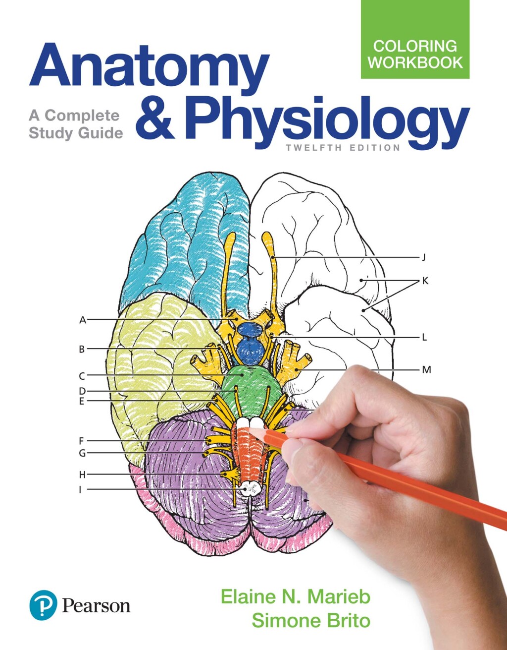 Anatomy and Physiology Coloring Workbook A Complete Study Guide 12th Edition
