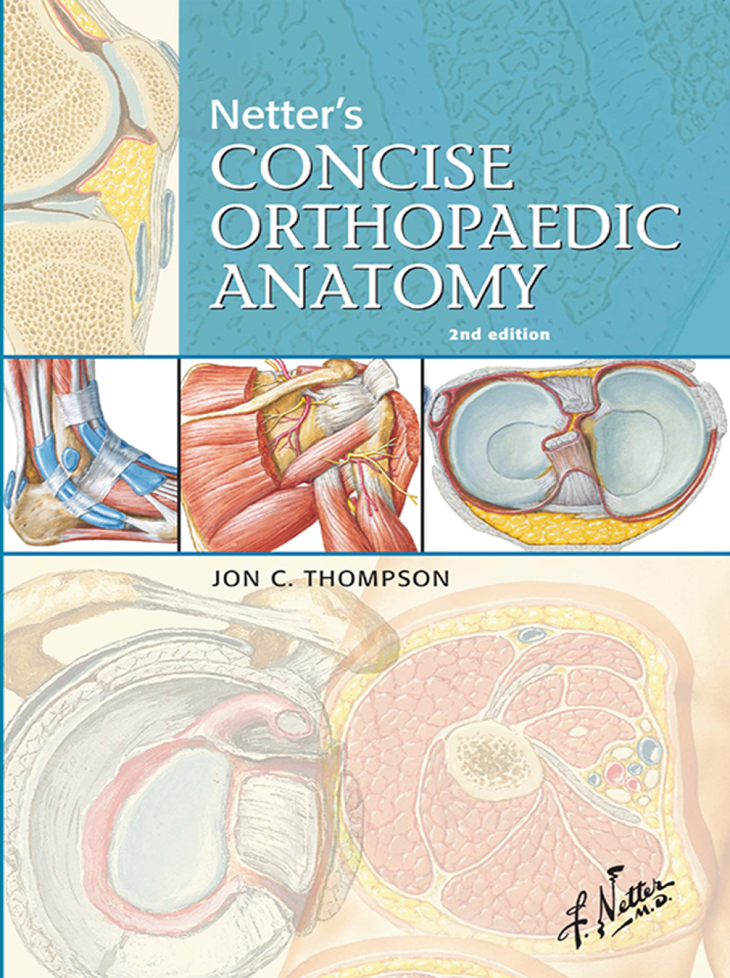 Netter's Concise Orthopaedic Anatomy, Updated Edition - Electronic 2nd Edition