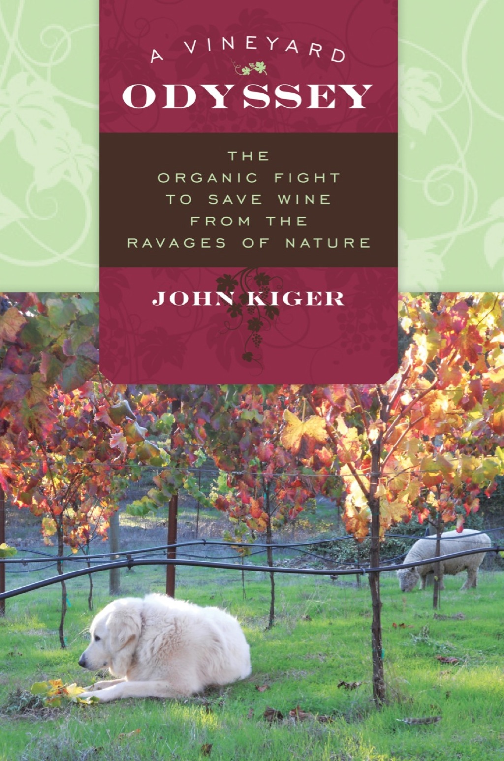 A Vineyard Odyssey 