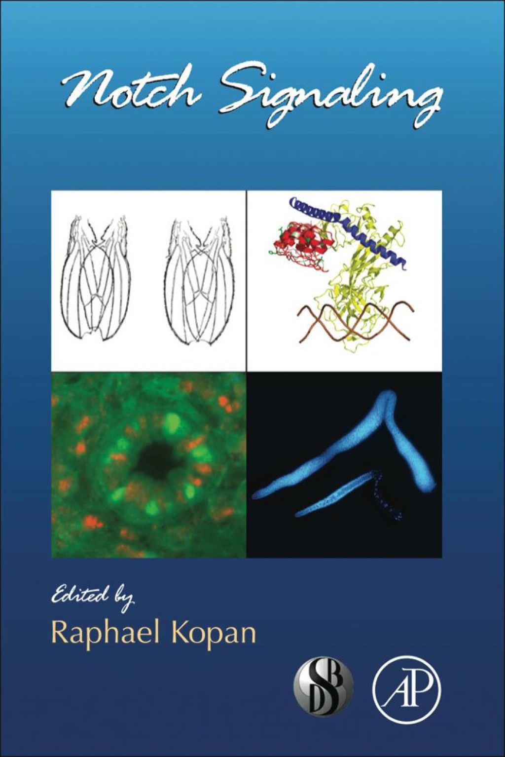 Notch Signalling 