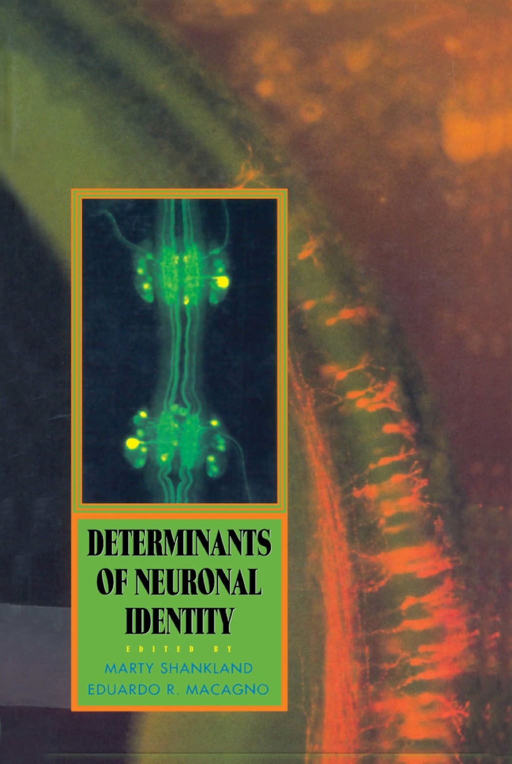 Determinants of Neuronal Identity 