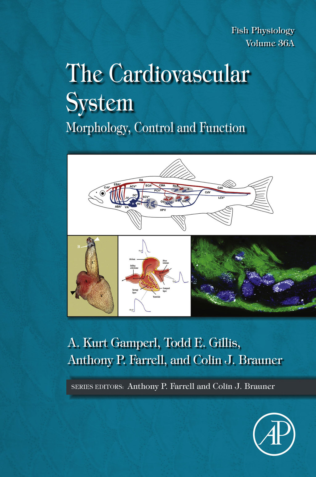 The Cardiovascular System Morphology, Control and Function 