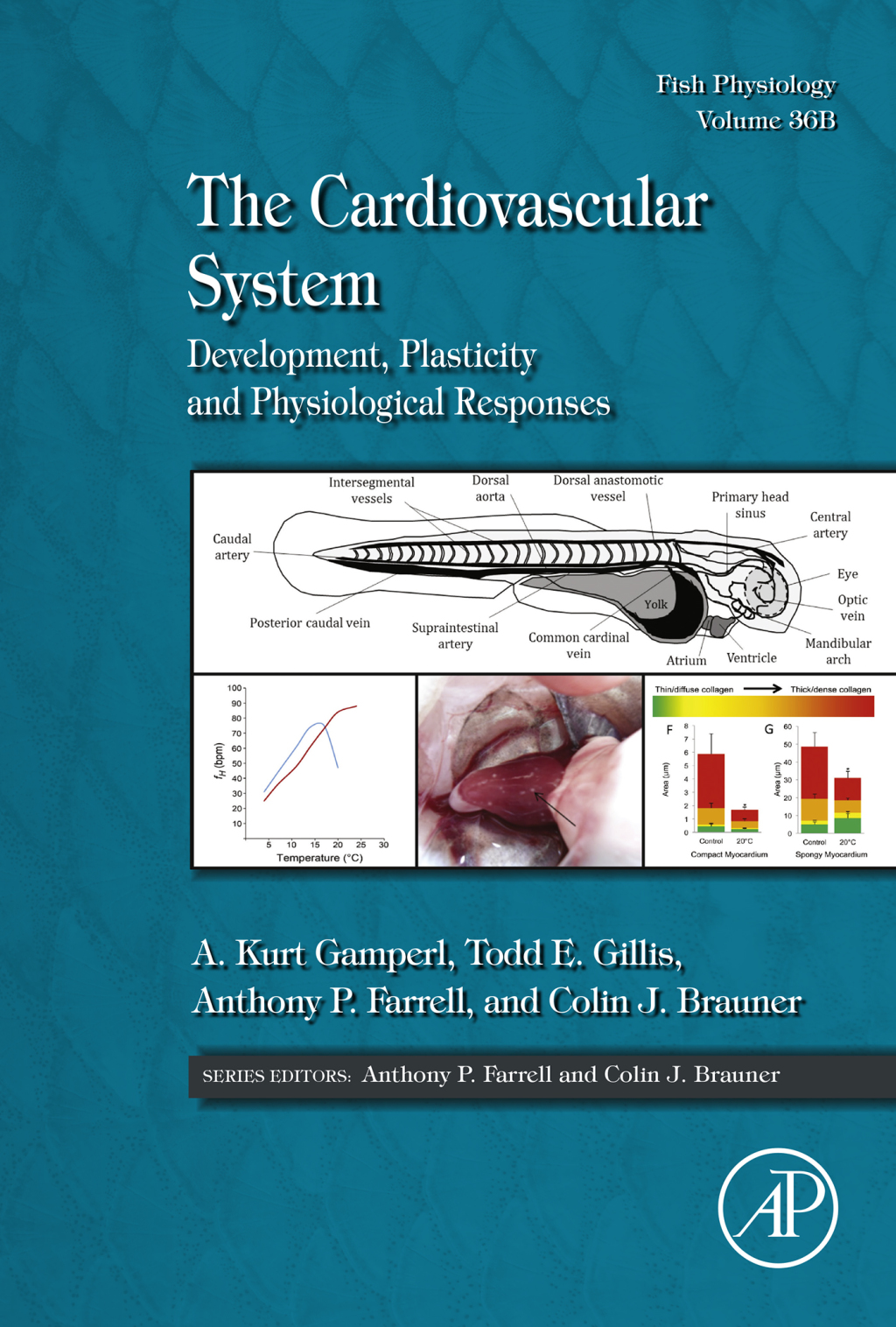 The Cardiovascular System Development, Plasticity and Physiological Responses 