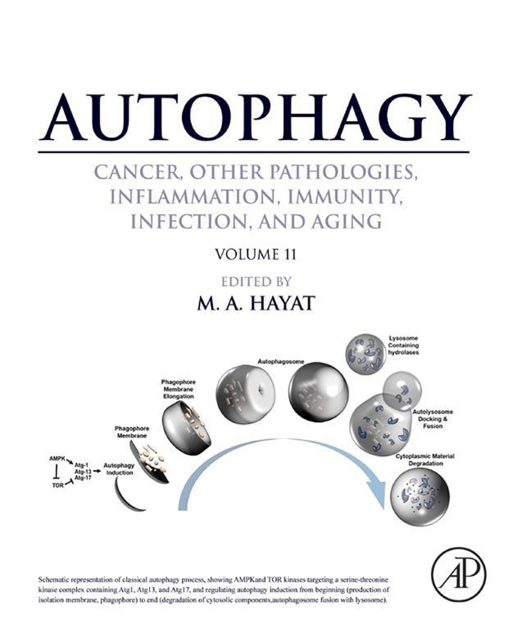 Autophagy: Cancer, Other Pathologies, Inflammation, Immunity, Infection, and Aging 