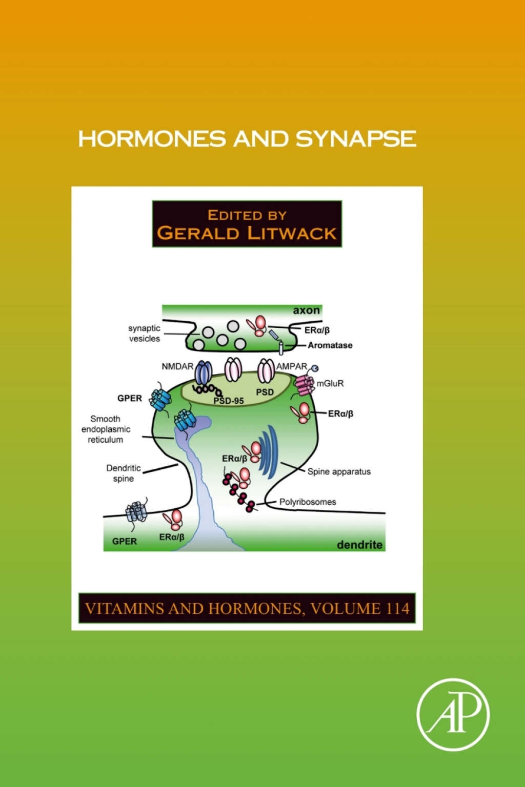 Hormones and Synapse 1st Edition