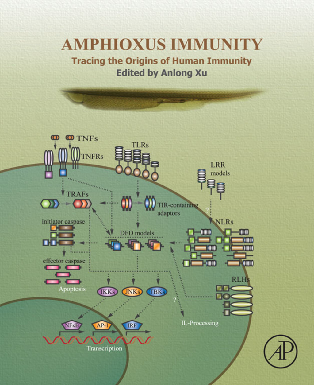 Amphioxus Immunity: Tracing the Origins of Human Immunity 