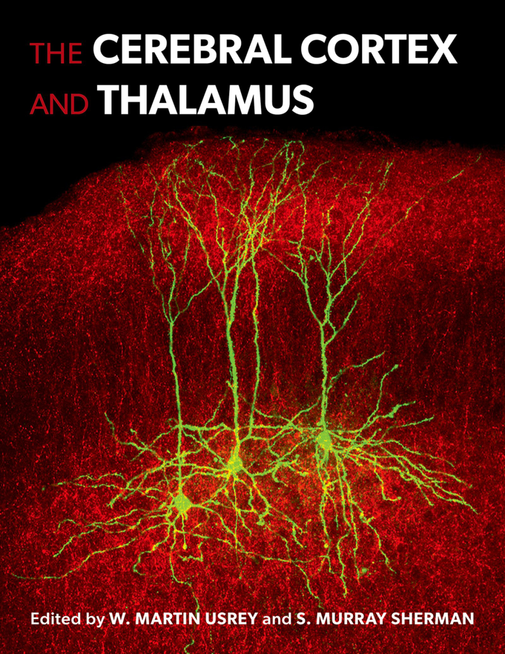 The Cerebral Cortex and Thalamus 1st Edition