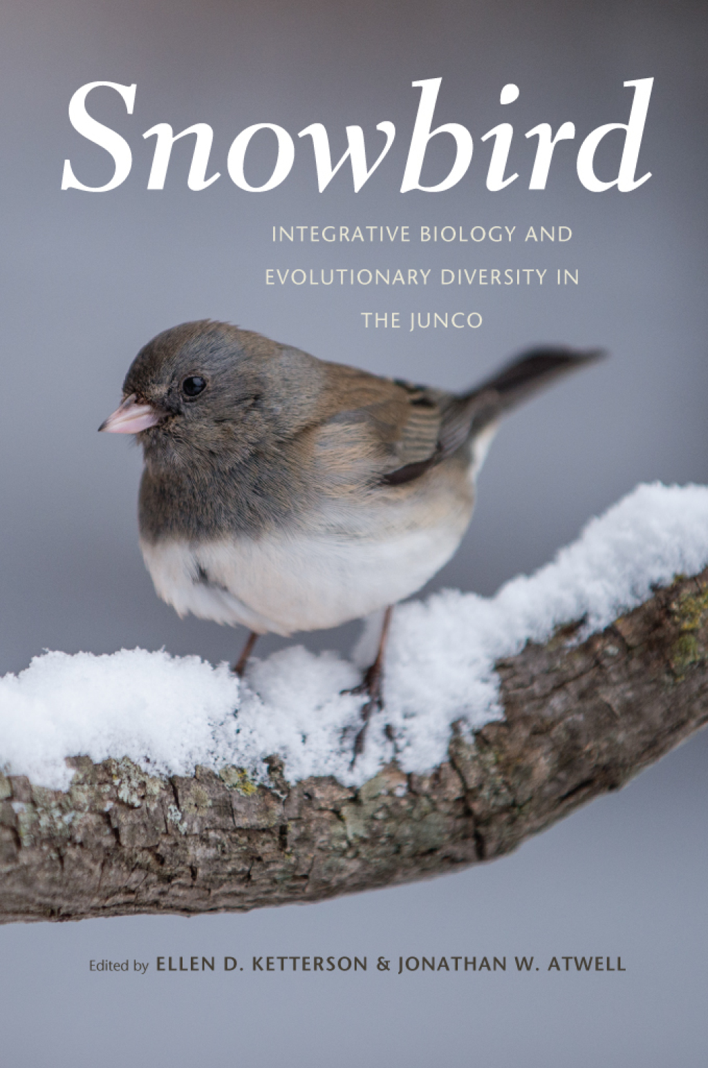 Snowbird Integrative Biology and Evolutionary Diversity in the Junco 1st Edition