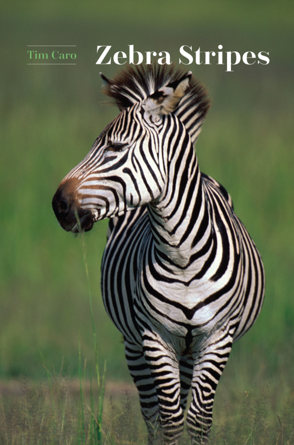 Zebra Stripes 1st Edition