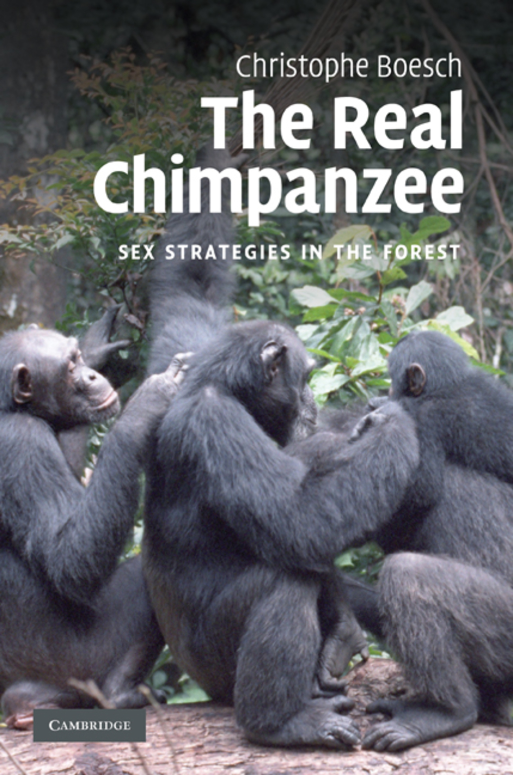 The Real Chimpanzee Sex Strategies in the Forest 1st Edition