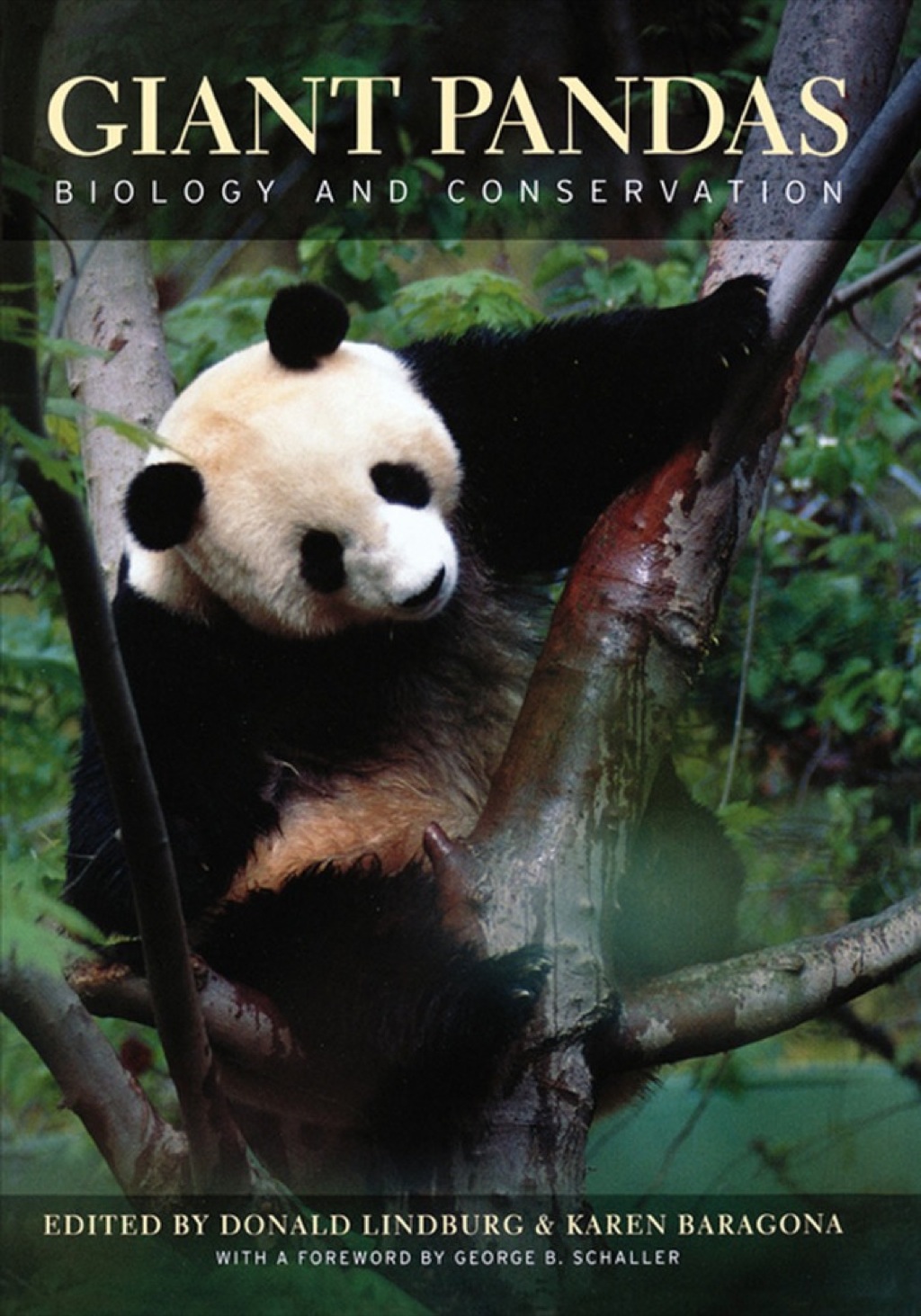 Giant Pandas Biology and Conservation 1st Edition