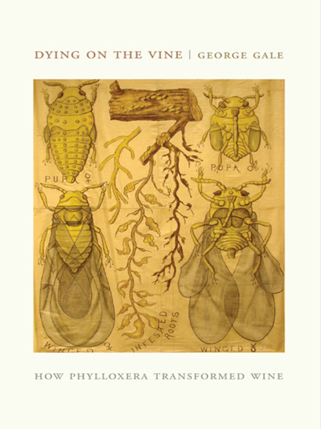 Dying on the Vine How Phylloxera Transformed Wine 1st Edition