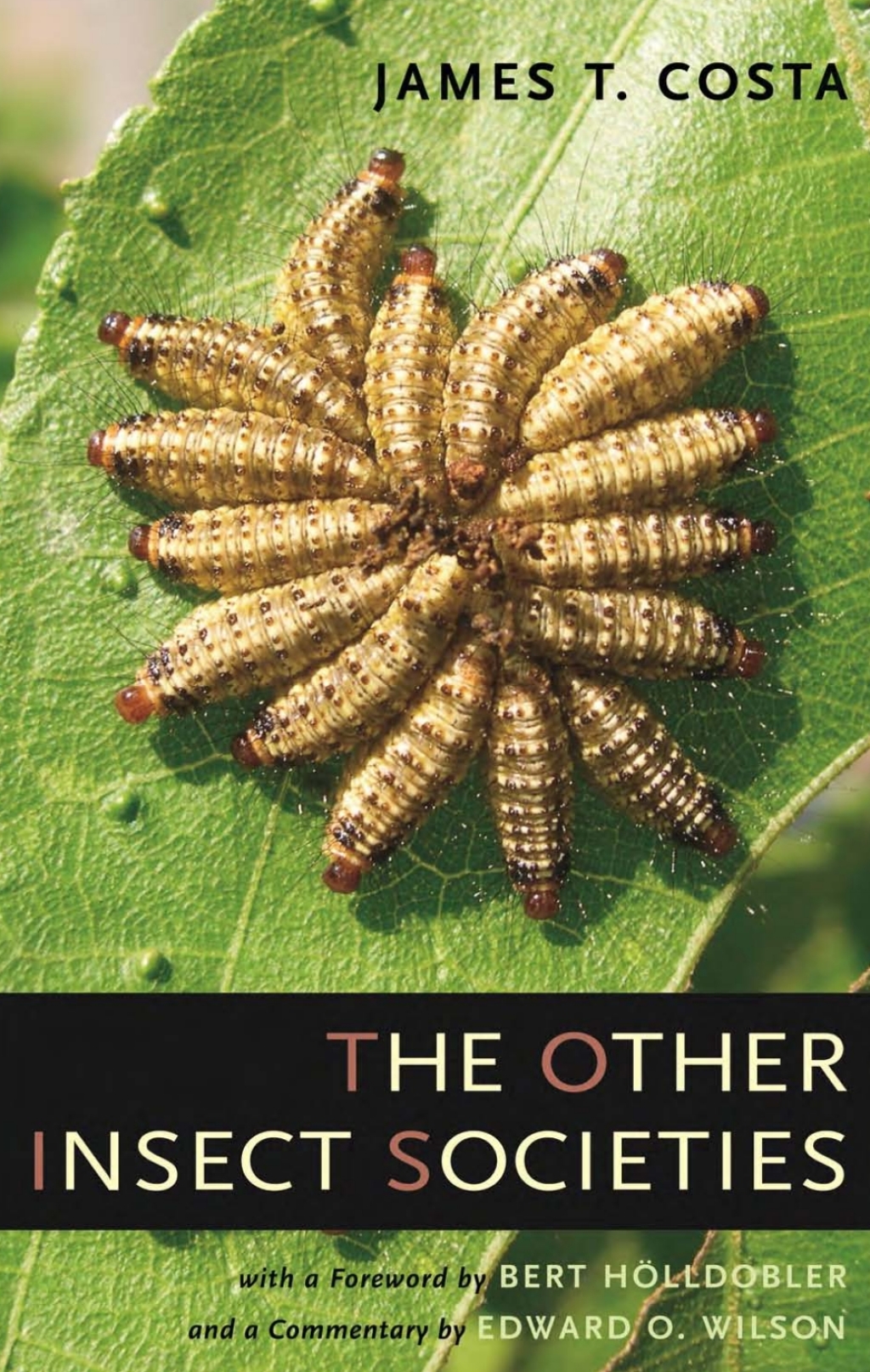 The Other Insect Societies 