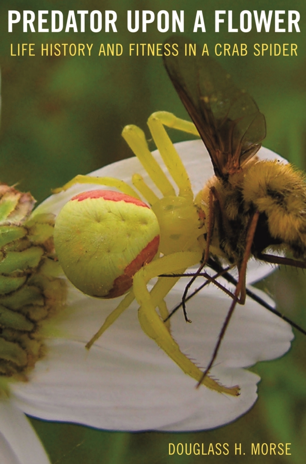 Predator upon a Flower Life History and Fitness in a Crab Spider 