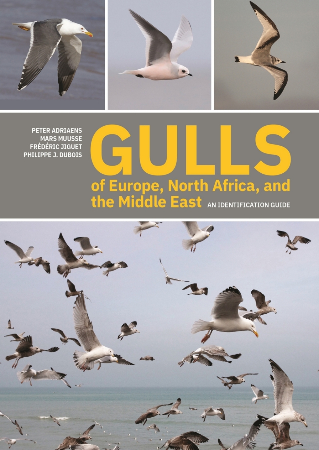 Gulls of Europe, North Africa, and the Middle East An Identification Guide 