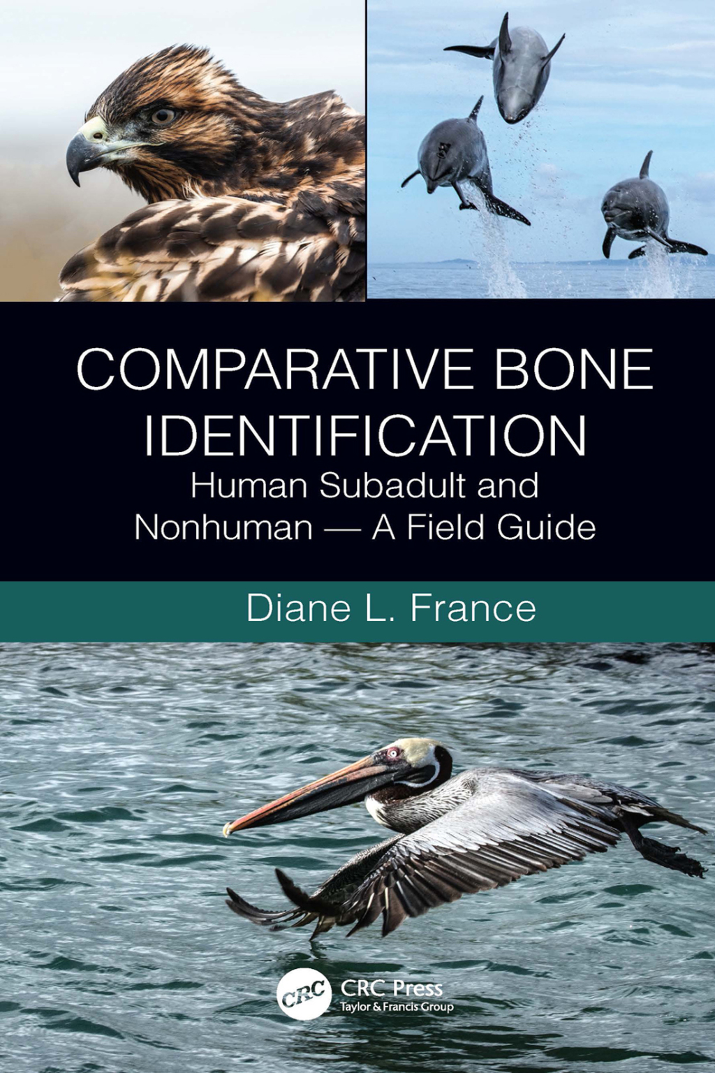 Comparative Bone Identification Human Subadult and Nonhuman - A Field Guide 1st Edition