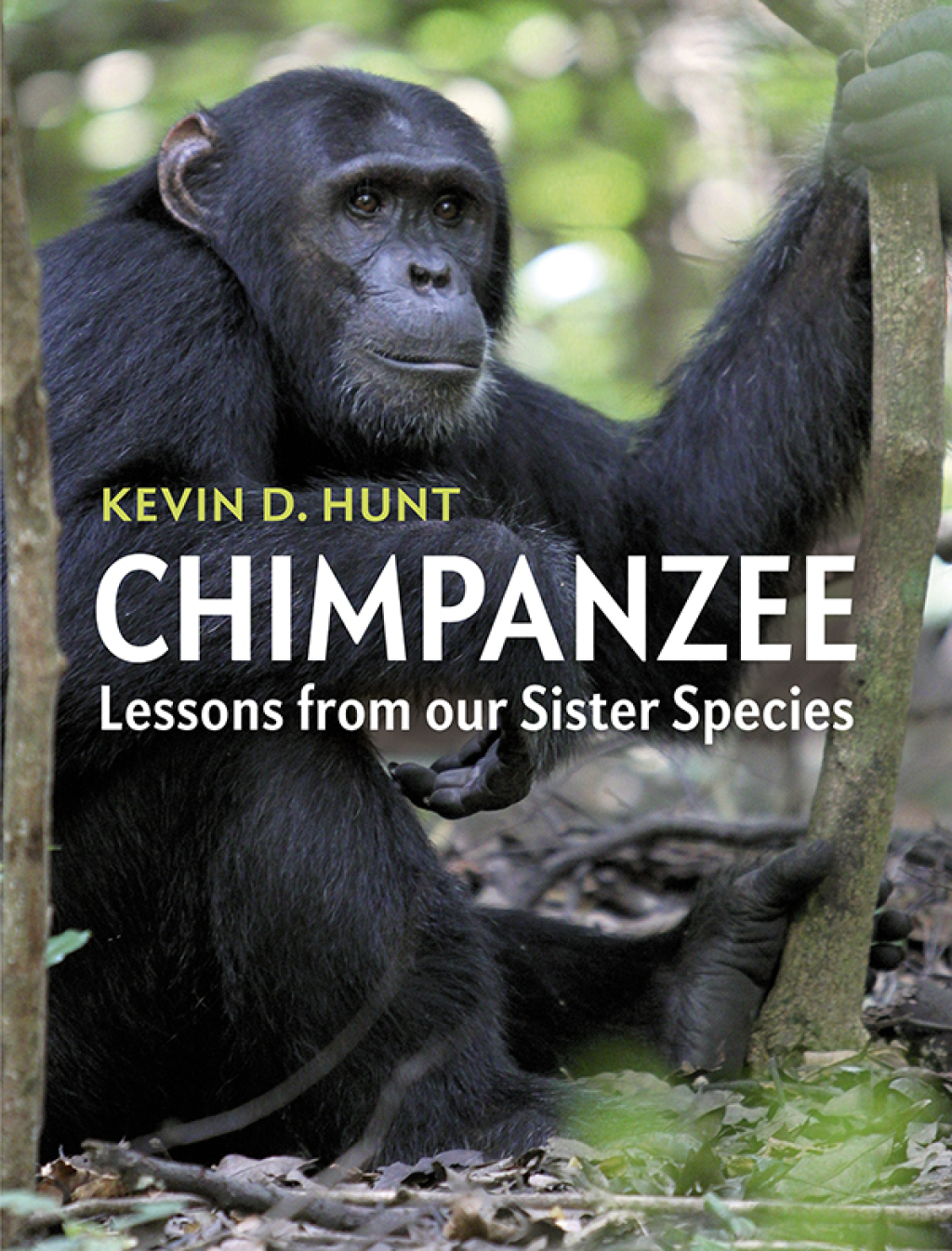 Chimpanzee Lessons from our Sister Species 