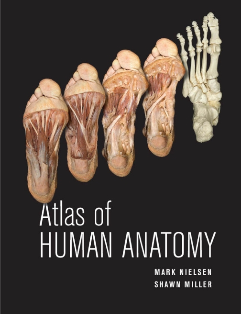 Atlas of Human Anatomy 1st Edition