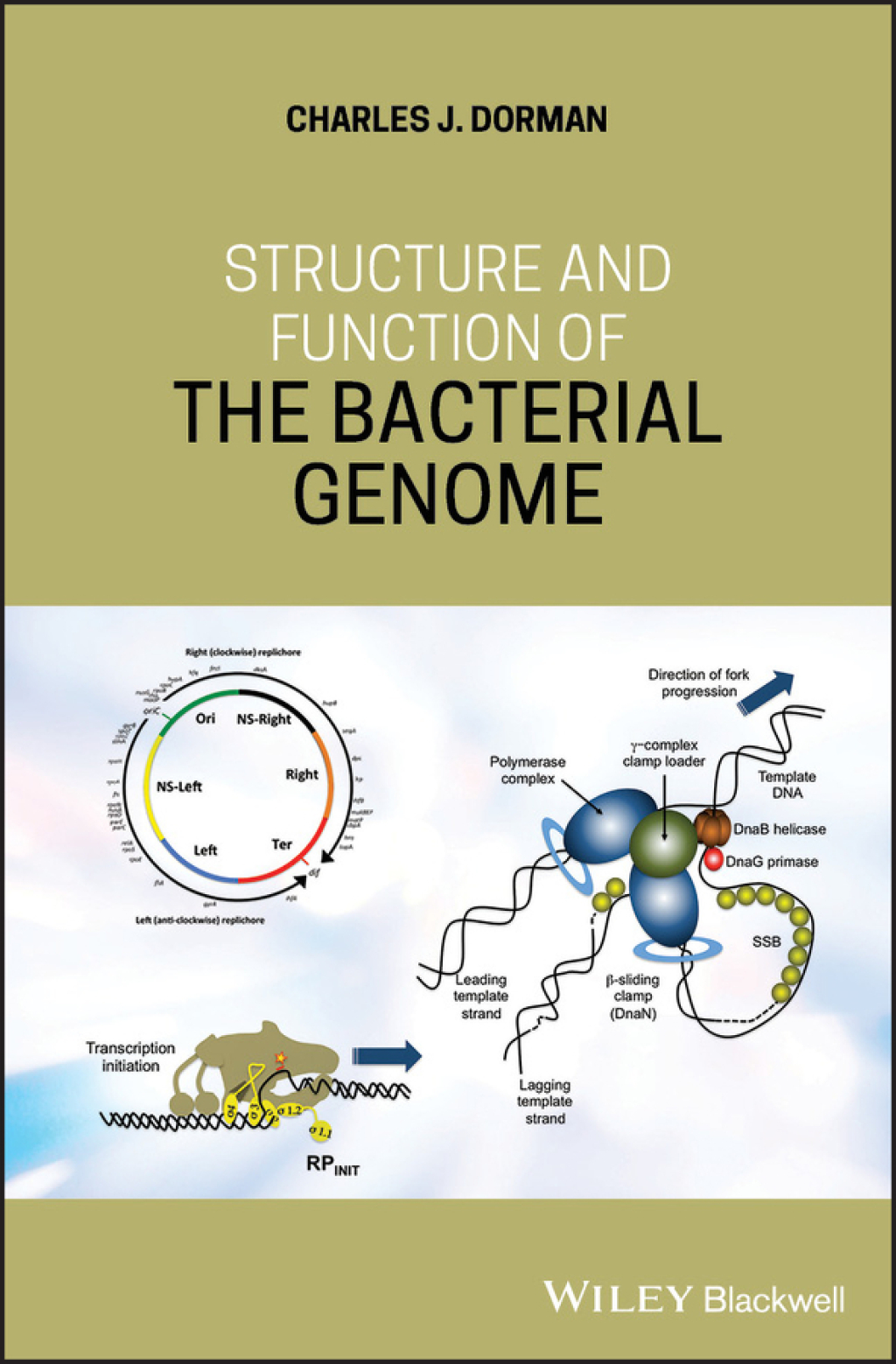 Structure and Function of the Bacterial Genome 1st Edition
