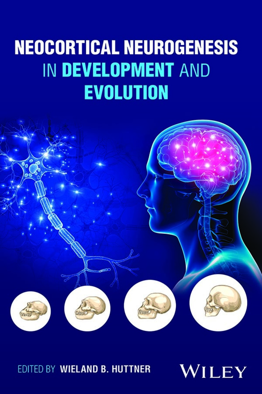 Neocortical Neurogenesis in Development and Evolution 1st Edition