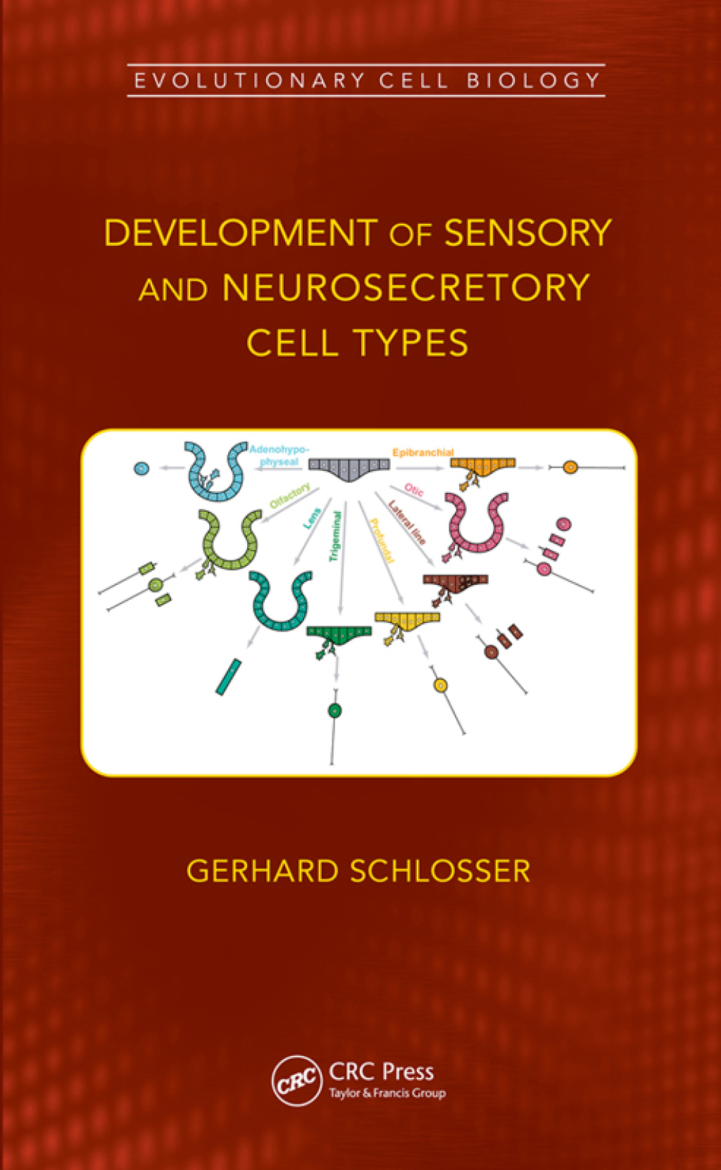 Development of Sensory and Neurosecretory Cell Types Vertebrate Cranial Placodes, volume 1 1st Edition