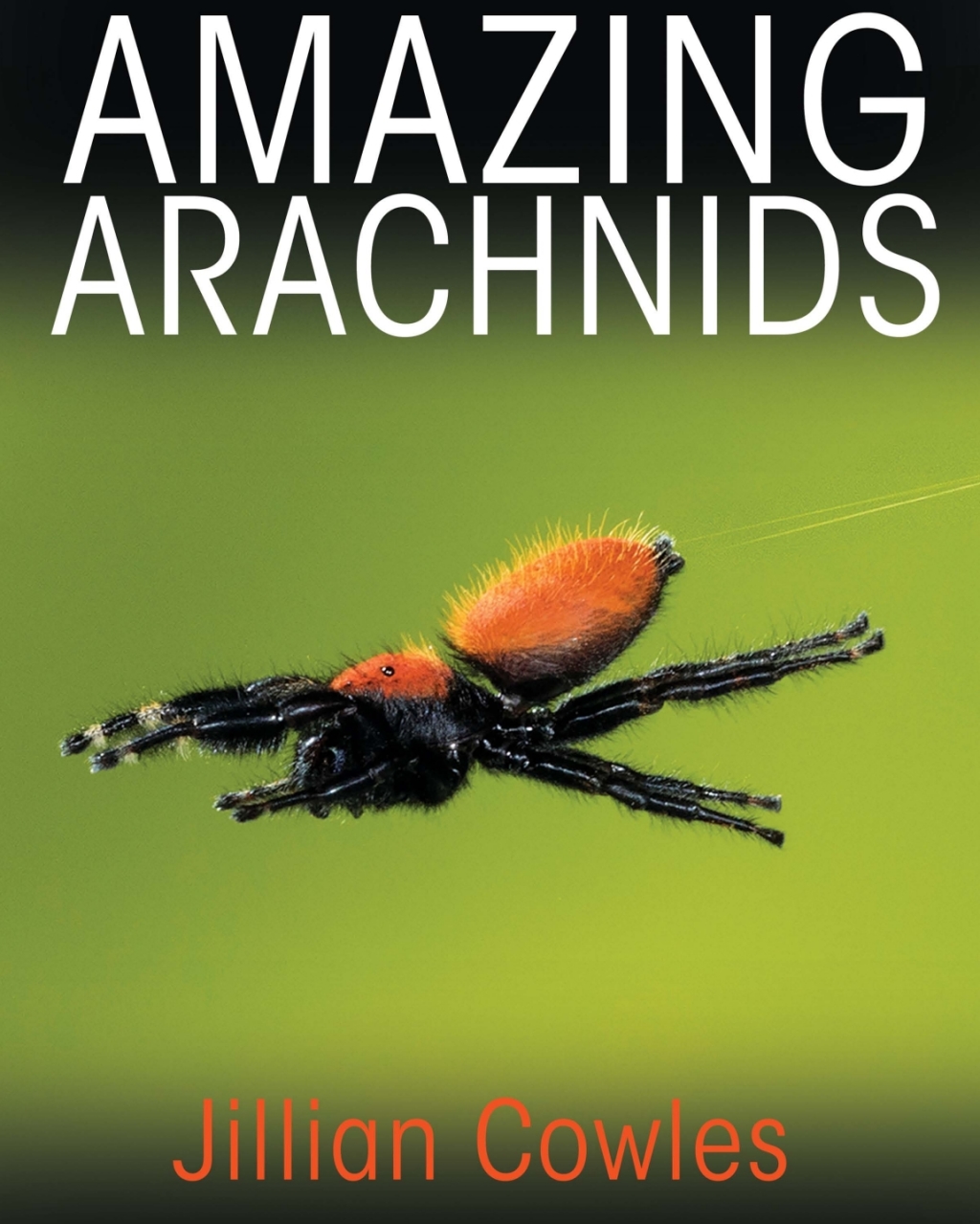 Amazing Arachnids 