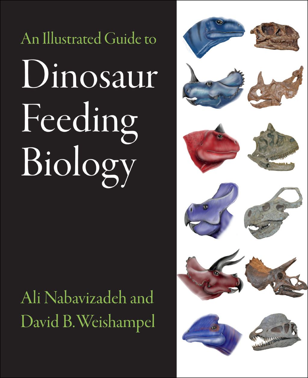 An Illustrated Guide to Dinosaur Feeding Biology 