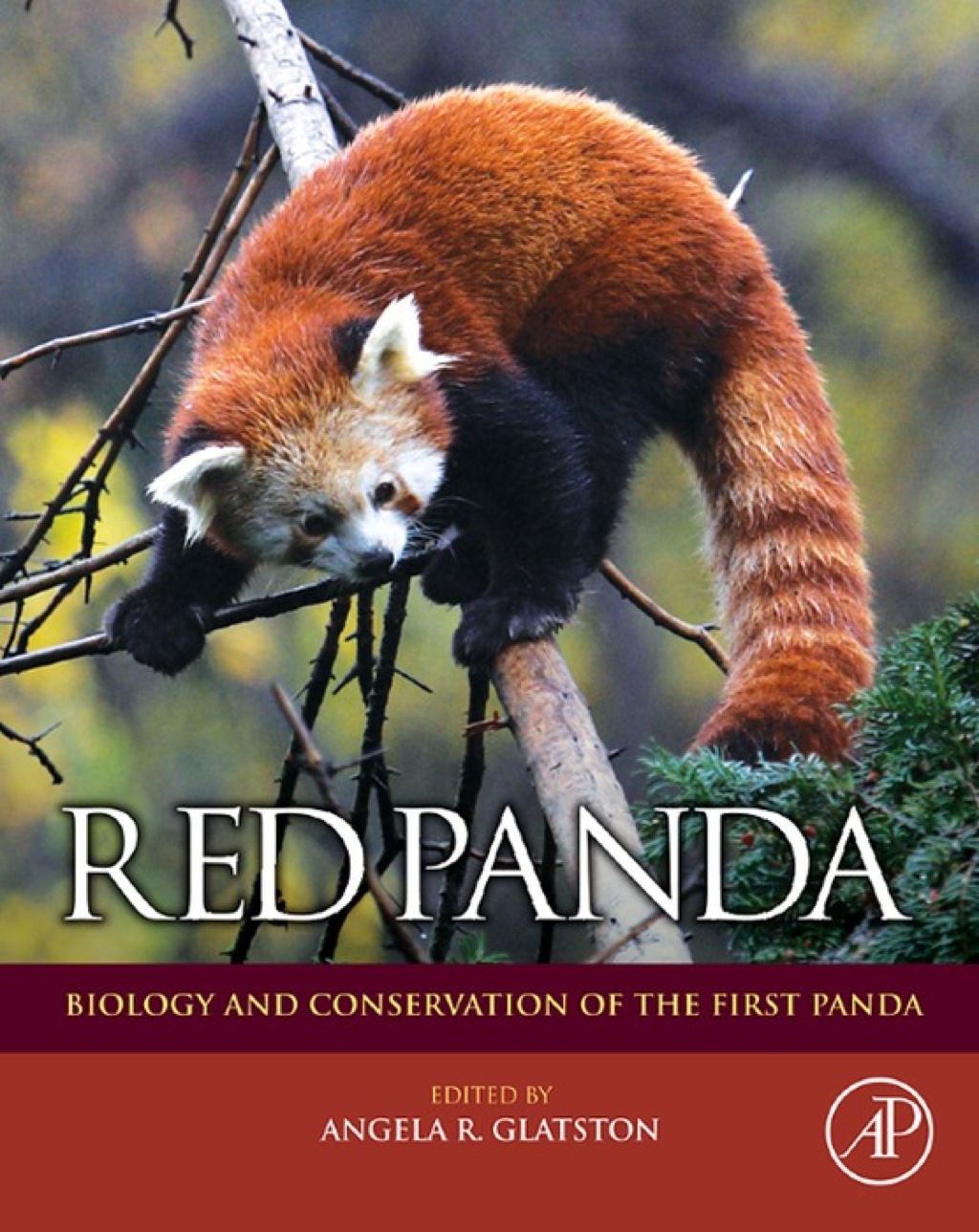 Red Panda 