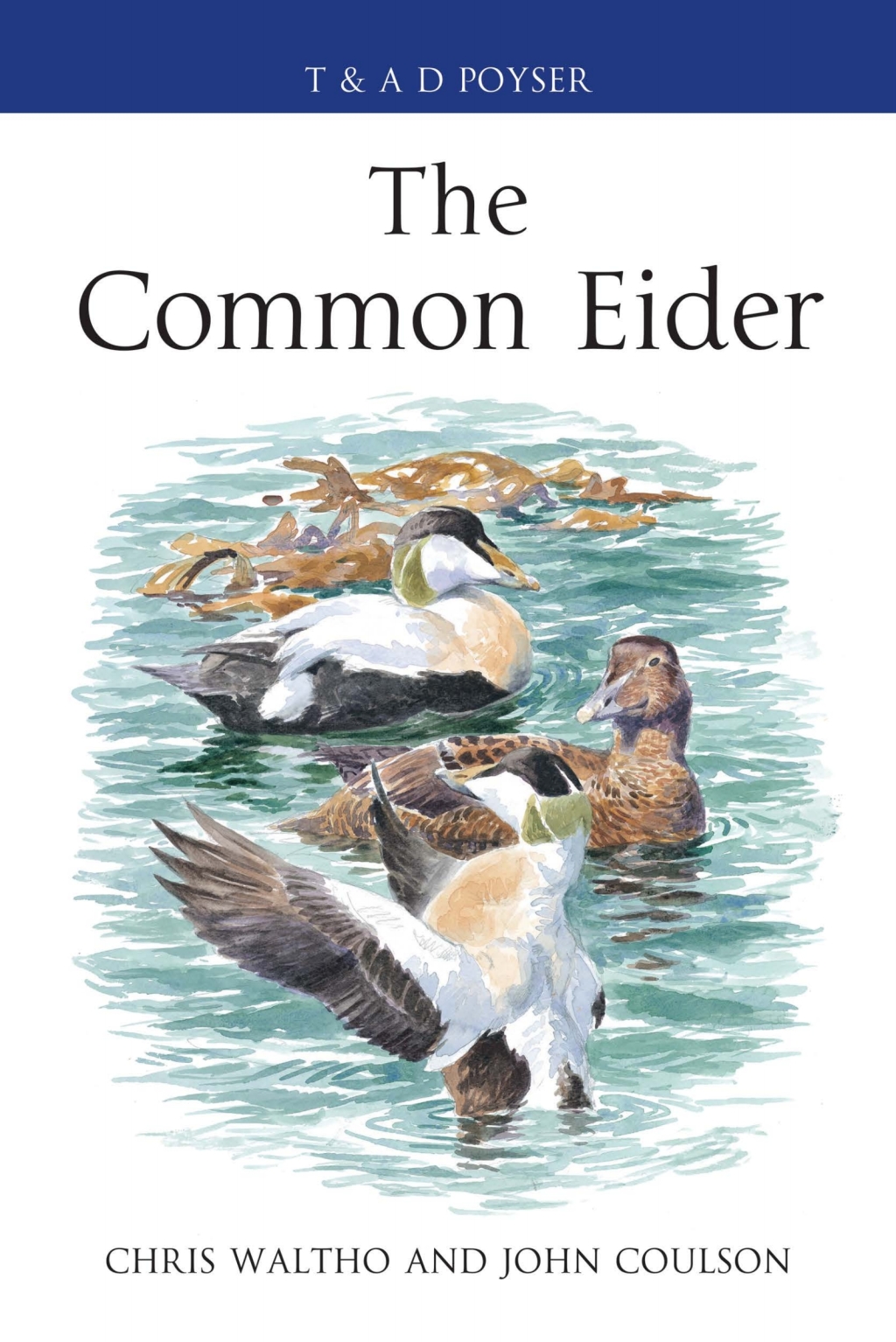 The Common Eider 1st Edition
