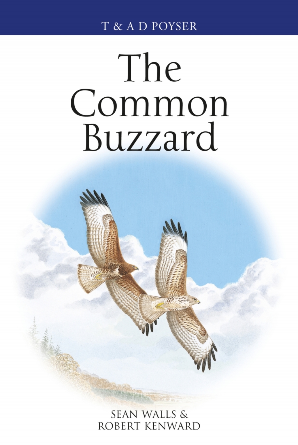 The Common Buzzard 1st Edition