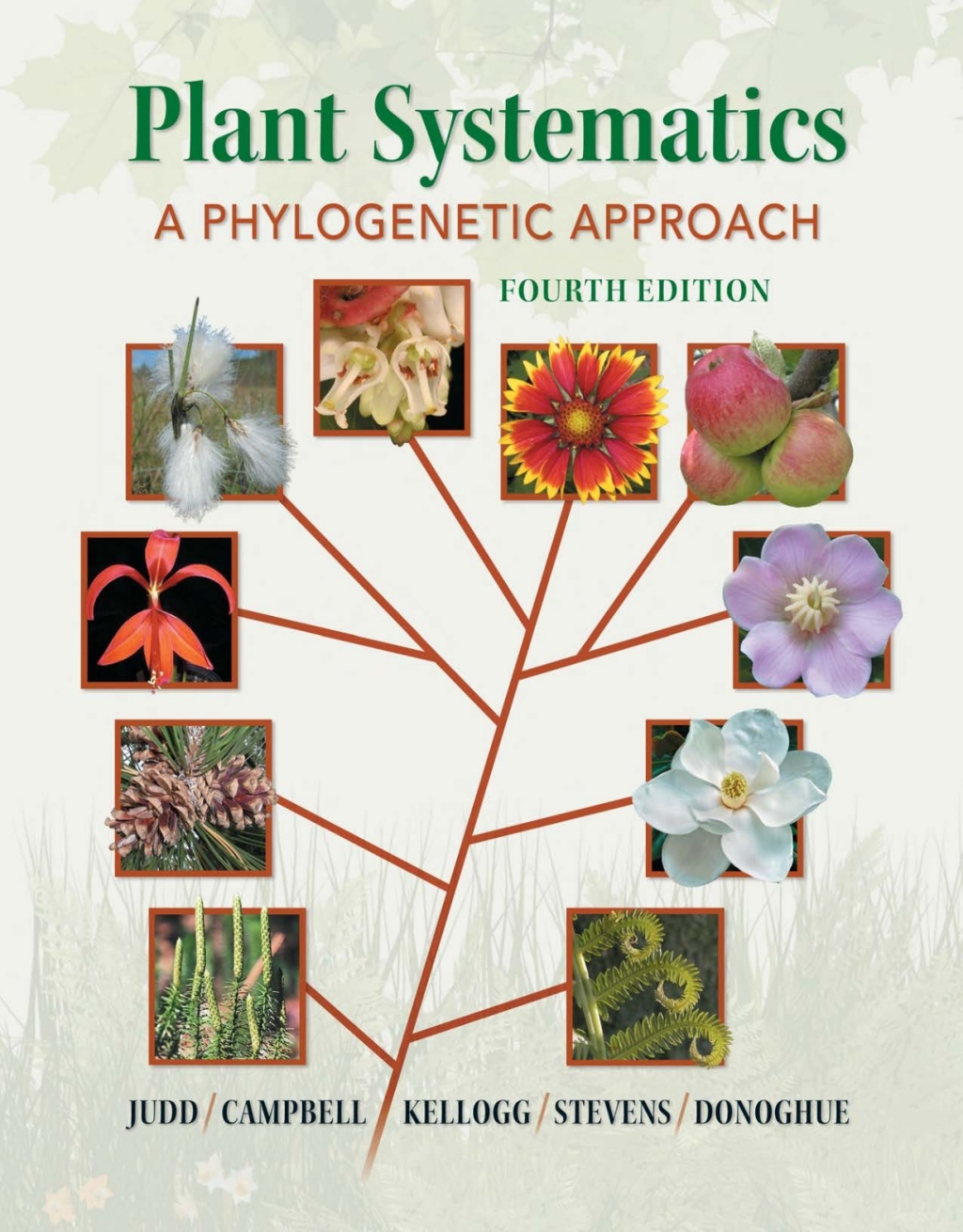 Plant Systematics: A Phylogenetic Approach 4th Edition
