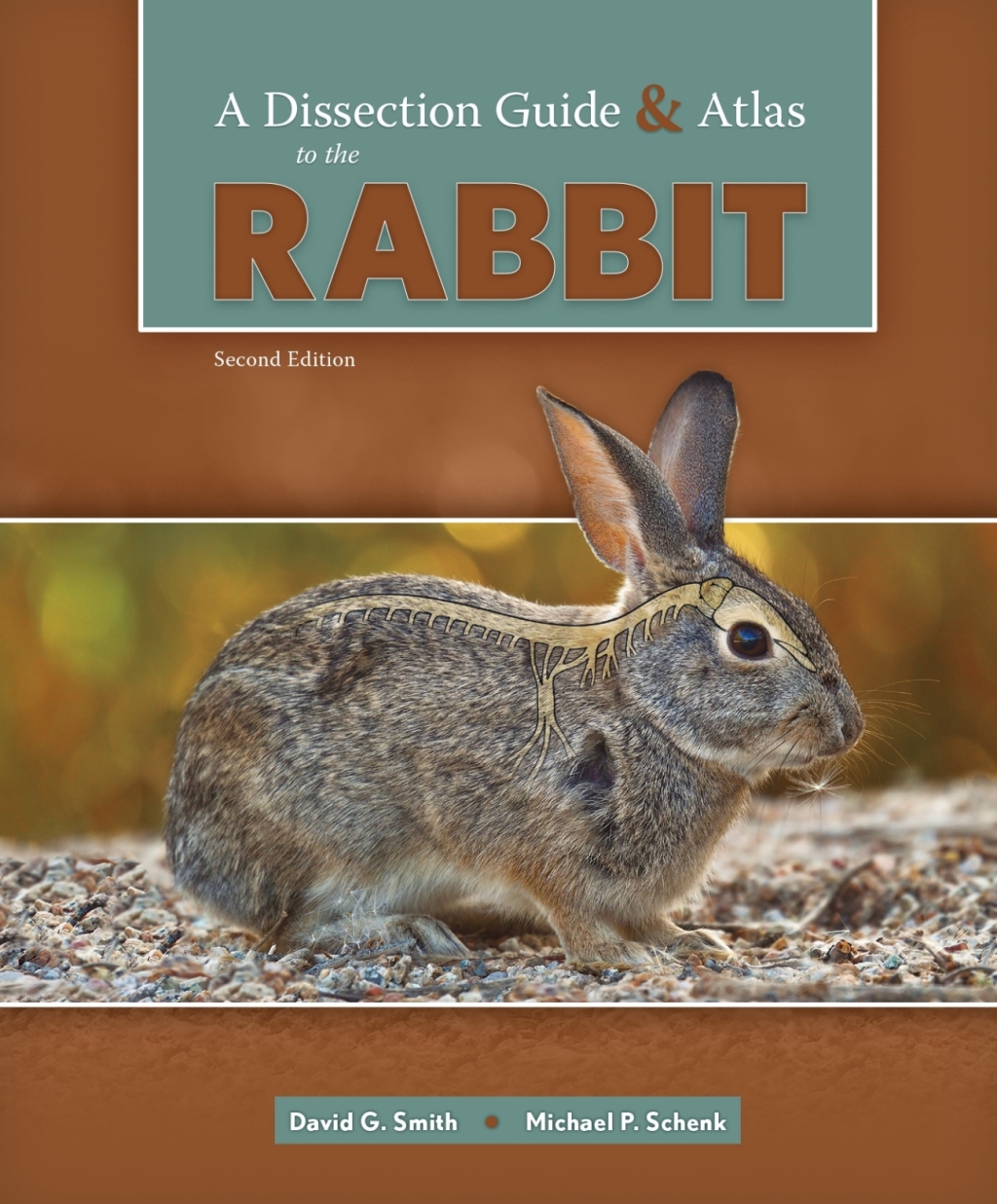 A Dissection Guide and Atlas to the Rabbit 2nd Edition