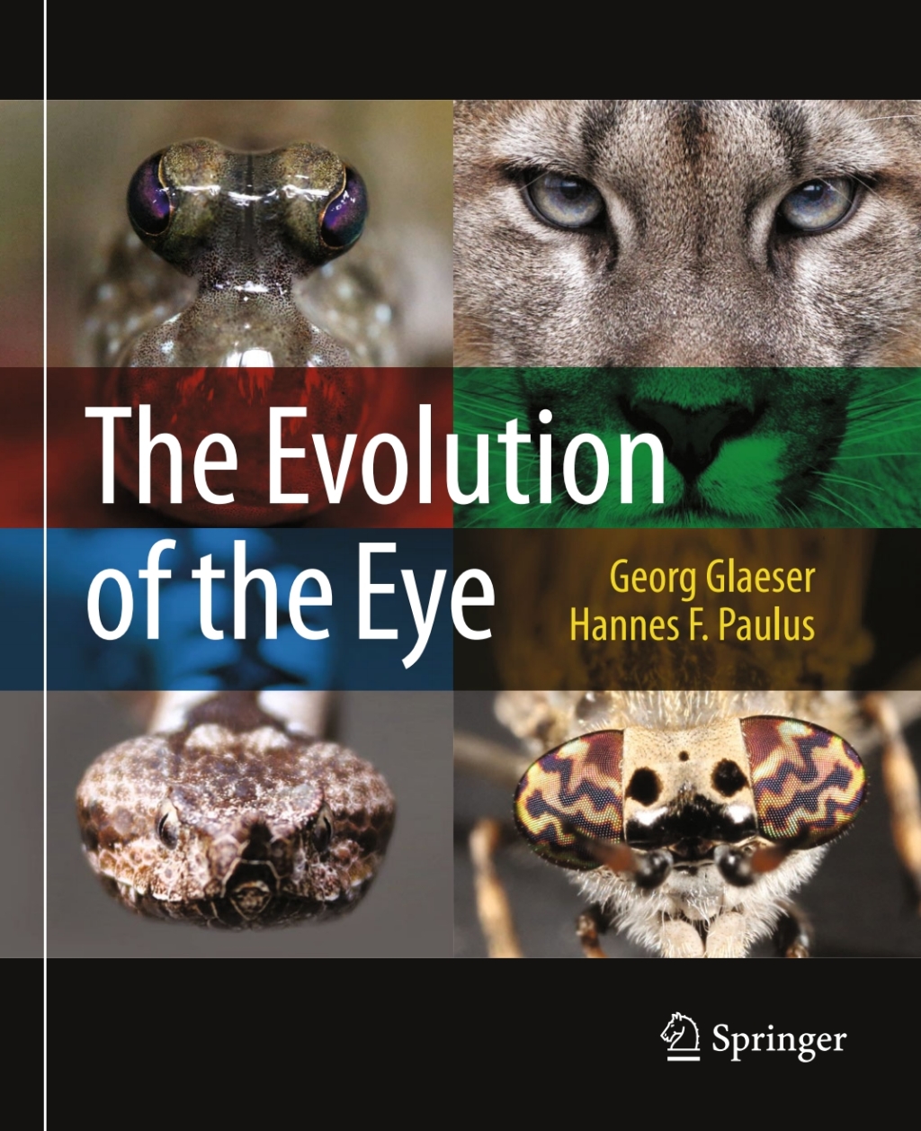 The Evolution of the Eye 