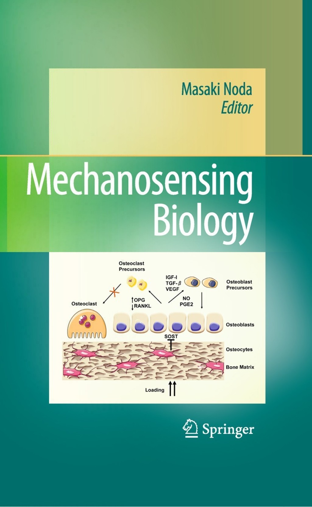 Mechanosensing Biology 1st Edition