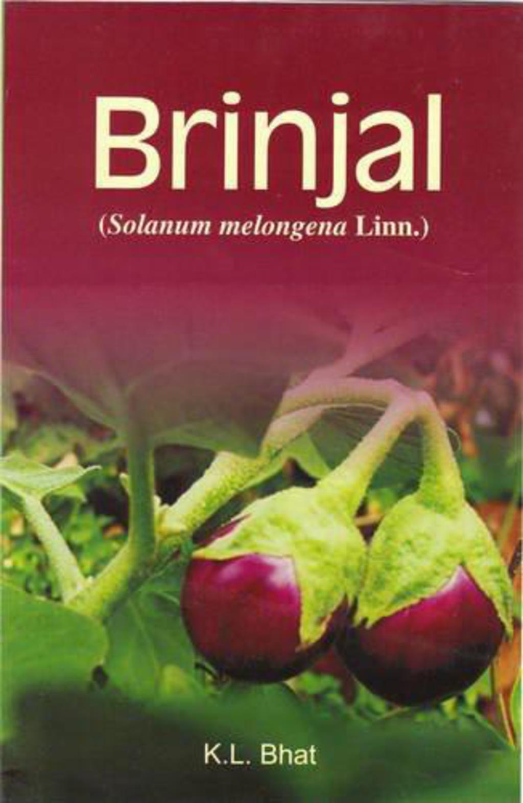 Brinjal 