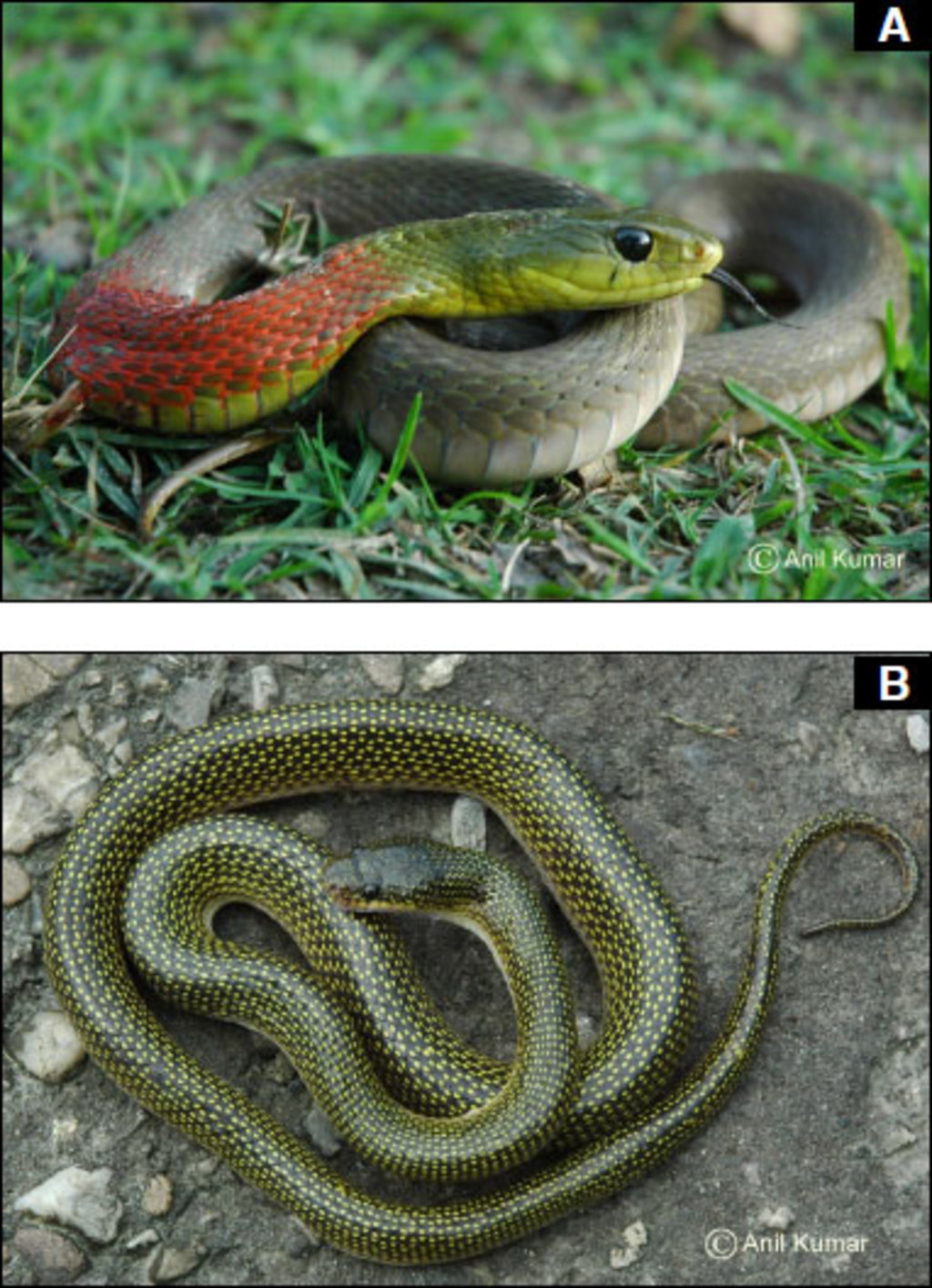 Animal Diversity, Natural History and Conservation Vol. 2 