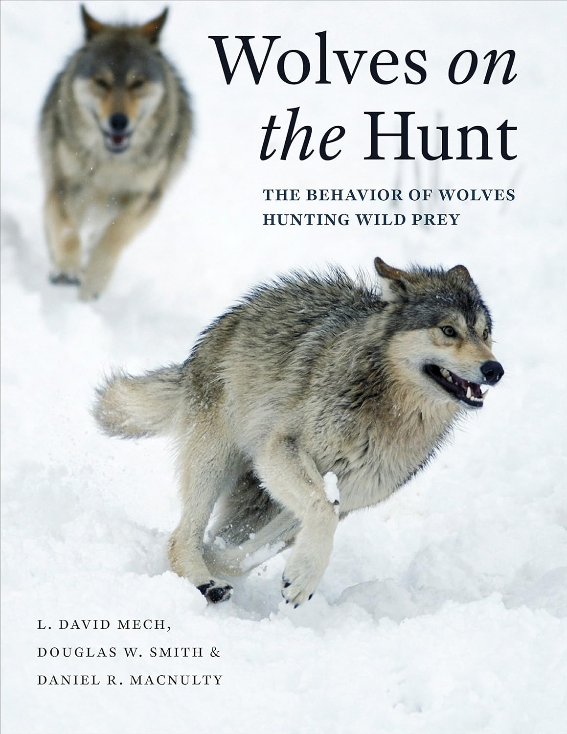 Wolves on the Hunt: The Behavior of Wolves Hunting Wild Prey (PDF/EPUB Version)
